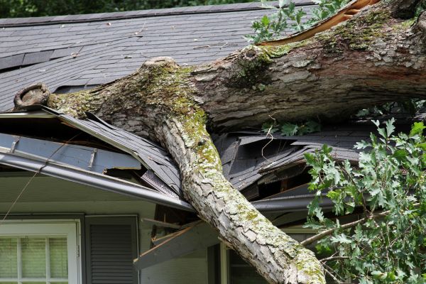 Storm Remediation in Morrisville